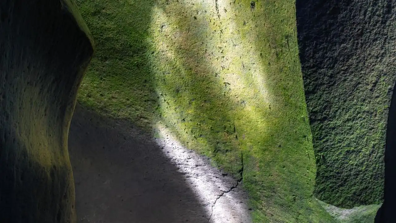 青青草视频免费在线观看的平台特点与使用场景分析